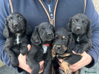 Cocker Spaniel dogs KC Registered Working Cocker Spaniel - Advert 5