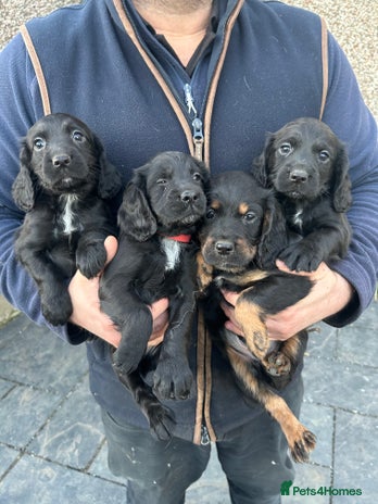 Cocker Spaniel dogs KC Registered Working Cocker Spaniel - Advert 7