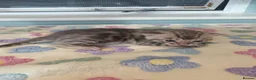 Bengal cats for sale: F6 TICA RG BENGALS  - Advert 4
