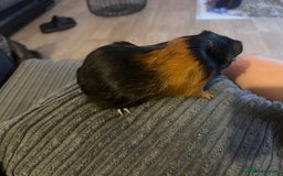 Guinea Pig rodents for sale: beautiful boy and girl  - Image 10