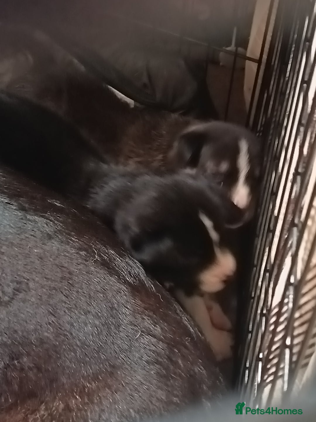 Mixed Breed dogs for sale: Husky mix Labrador  - Advert 12