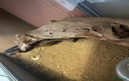 Gecko reptiles for sale: Geko Lizard Leopard   - Image 2
