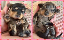 Miniature Dachshund dogs for sale: BEAUTIFUL KC REG AND PRA CLEAR MINIS - Image 2