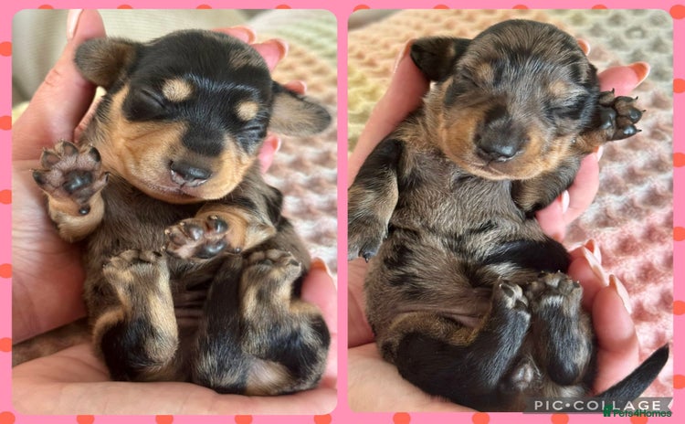 Miniature Dachshund dogs - Advert 1