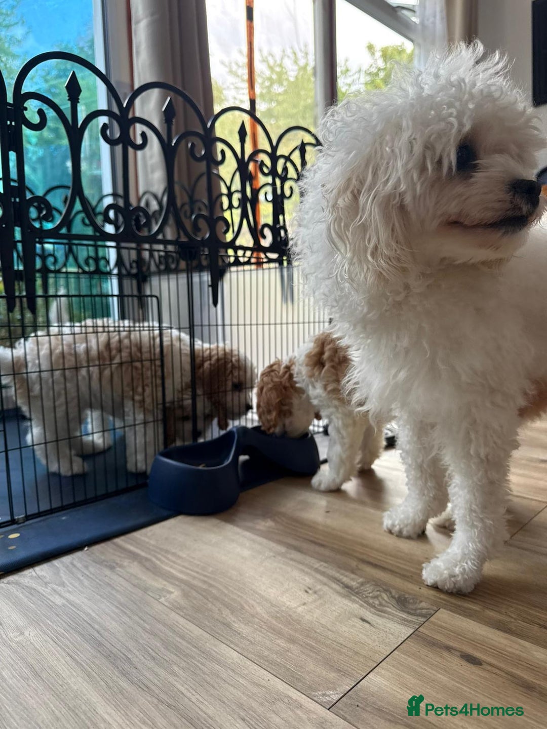 Cavachon dogs for sale: Cavachon for sale - Image 2