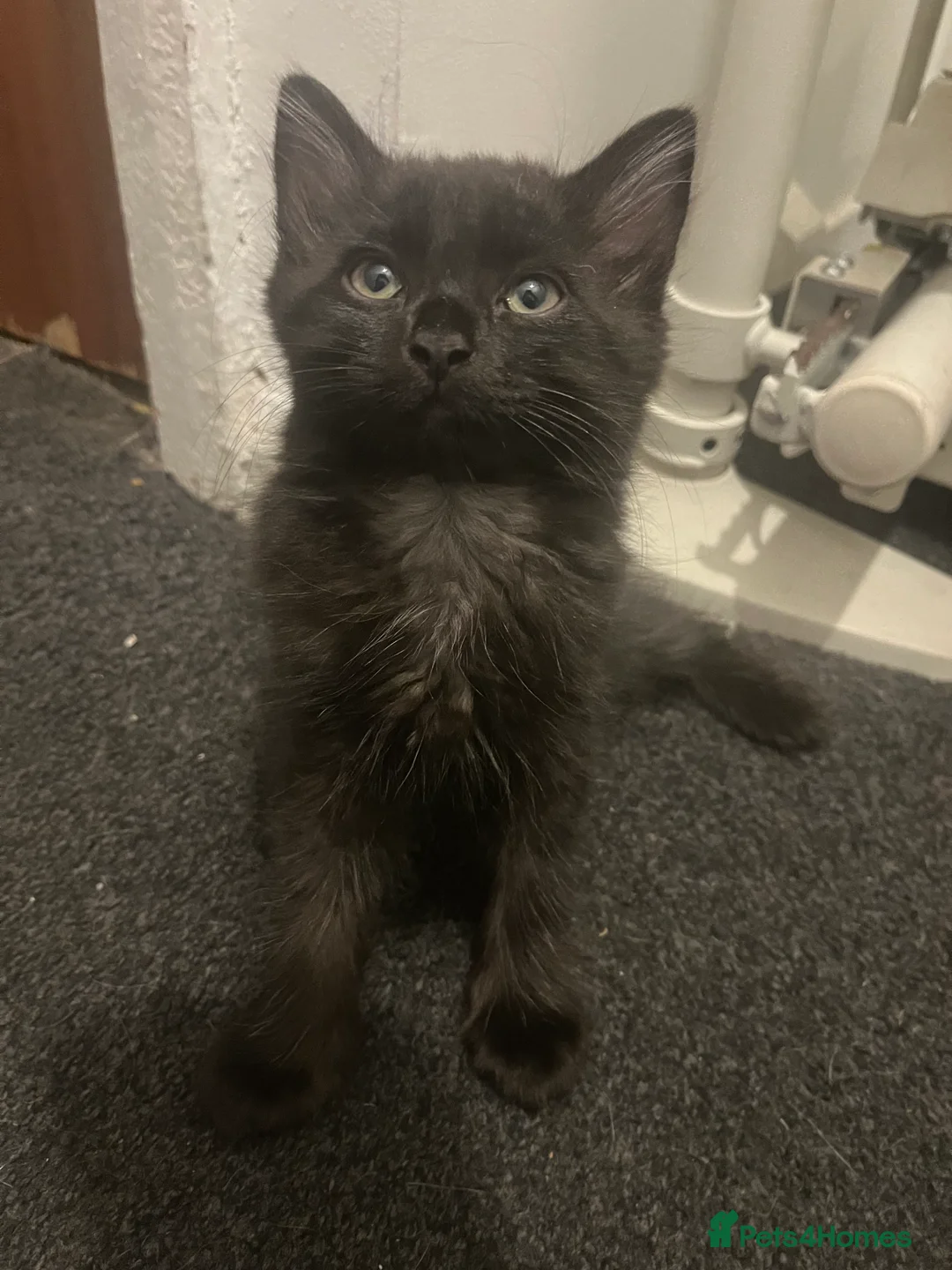 Mixed Breed cats for sale: Kittys kittens  - Advert 2