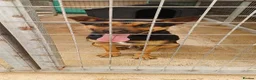 Mixed Breed dogs for adoption: Lucio deserves the chance to thrive  - Advert 15