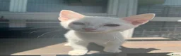 Mixed Breed cats for sale: Lovely kittens - Advert 4