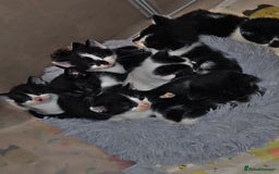 Mixed Breed cats for sale: Savannah Mix Litter🩷 discount if take two. 3 left - Image 8