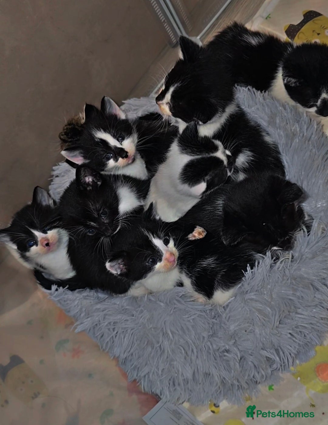 Mixed Breed cats for sale: Savannah Mix Litter🩷 discount if take two. 3 left - Image 8