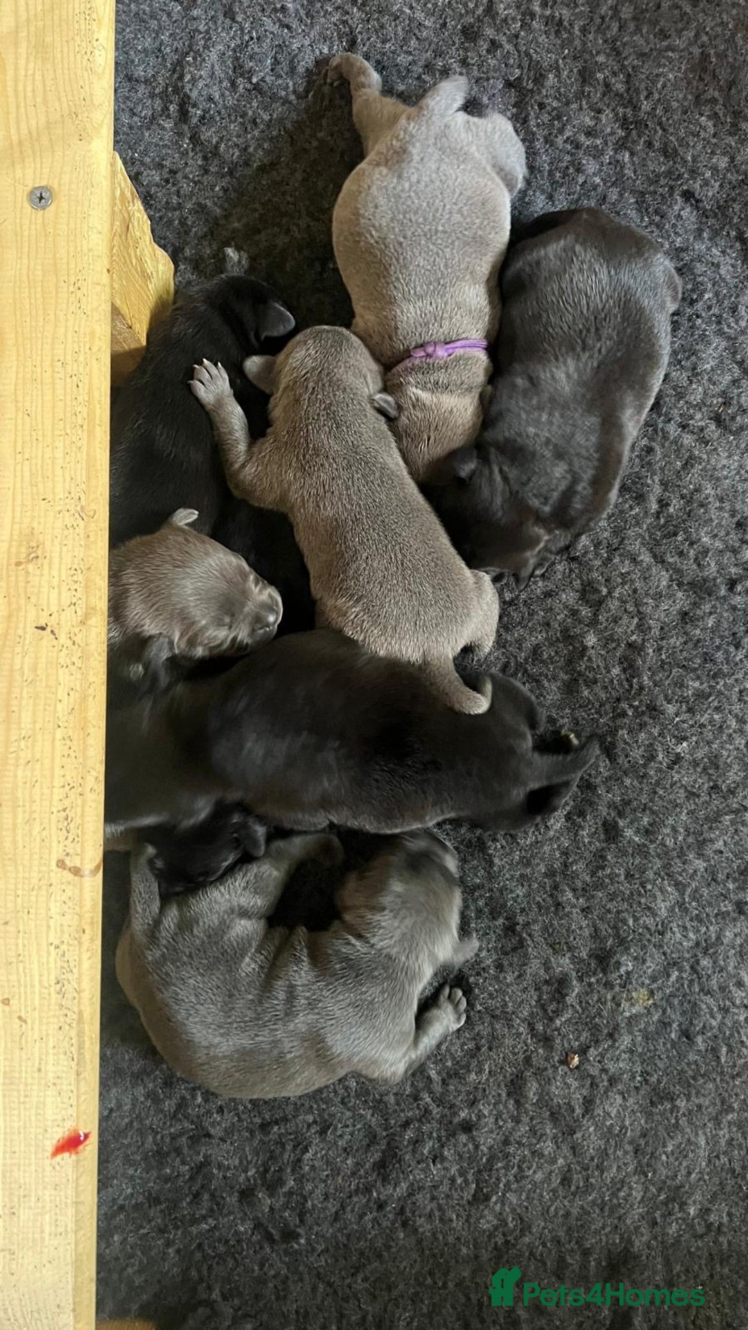 Staffordshire Bull Terrier dogs for sale: High Quality Blue & Black Staffy Puppies - Image 7