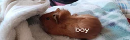 Guinea Pig rodents for sale: Guinea pigs 6 weeks  - Advert 7