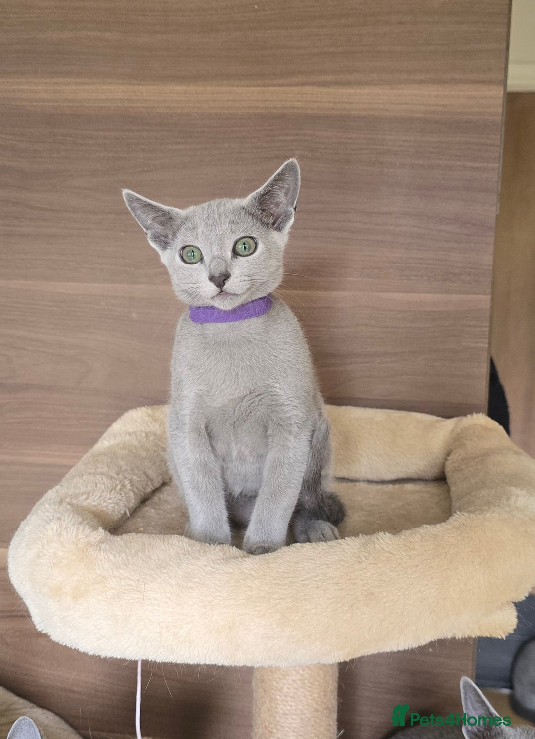Russian Blue cats for sale: Russian Blue kittens Tica registered  - Image 14