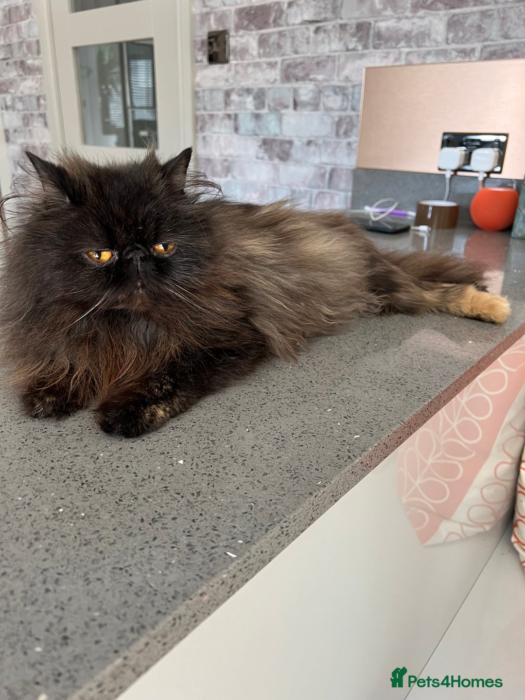 Exotic cats for sale: GCCF Registered Exotic Stud & Persian Female  - Advert 8