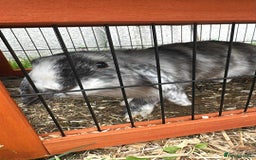 Angora rabbits for sale: 2 male rabbits  - Image 1