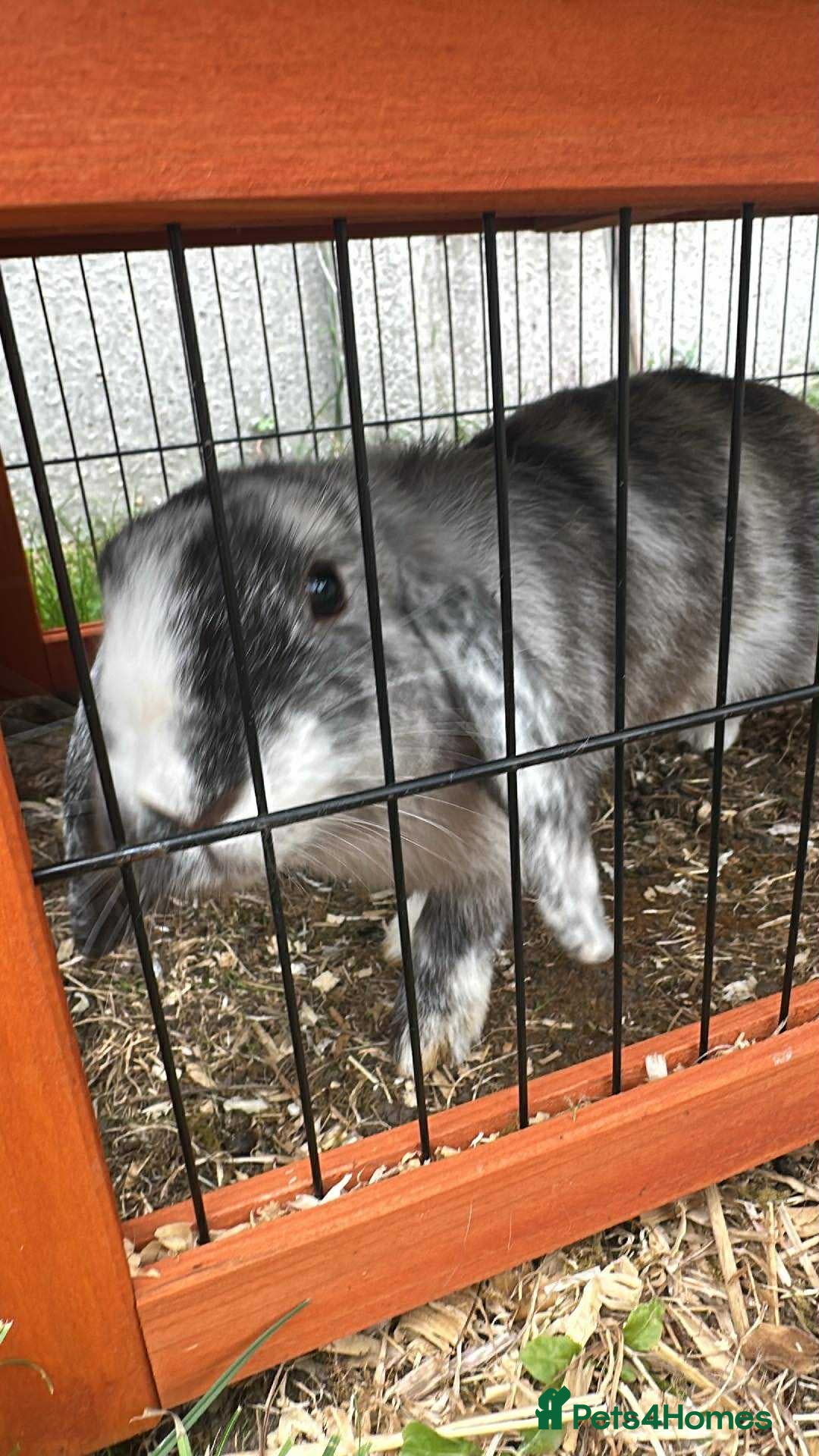Angora rabbits for sale: 2 male rabbits  - Image 1