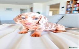Dachshund dogs for sale: SHOW QUALITY PUPS AVAILABLE  - Image 10