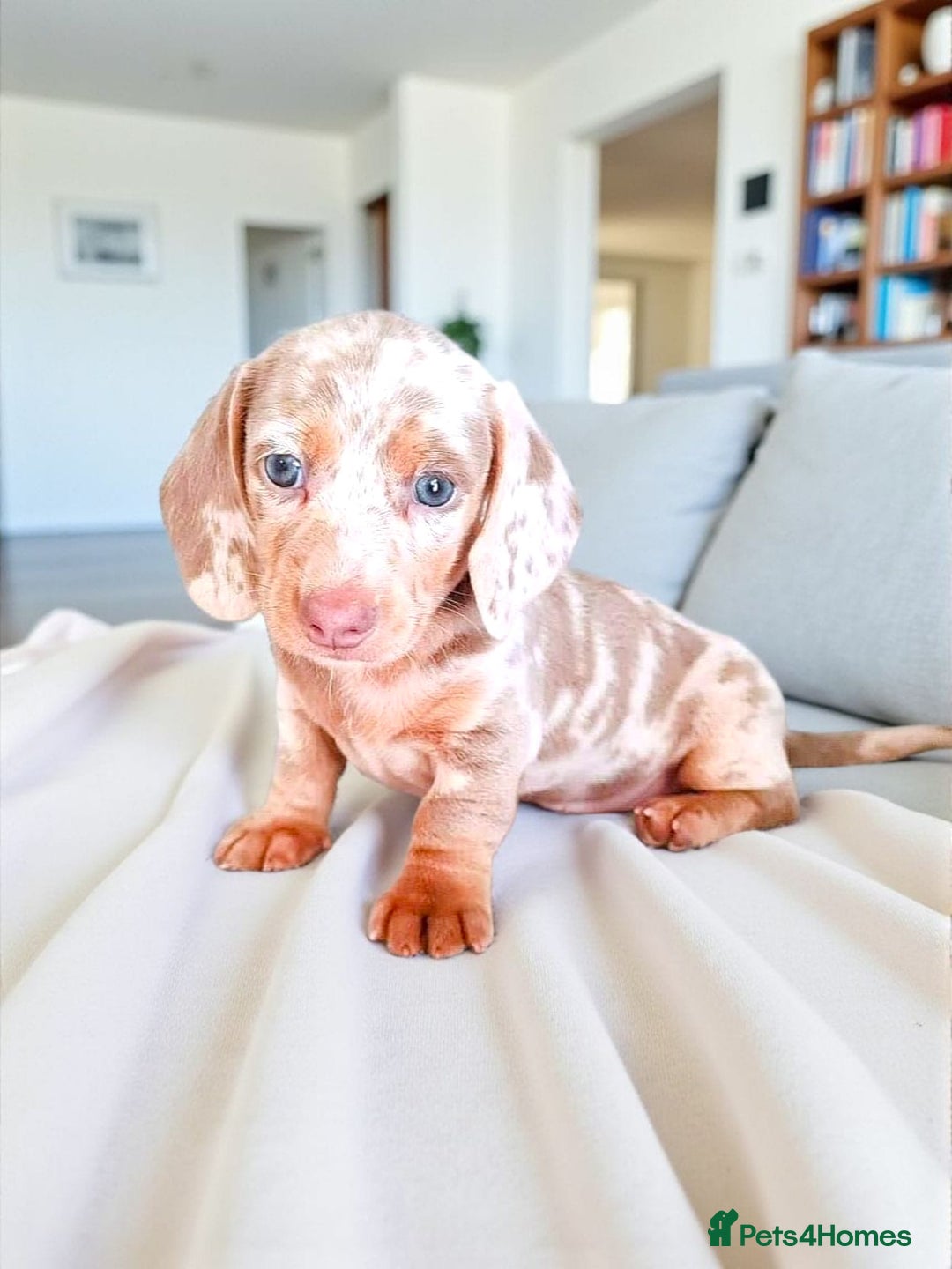 Dachshund dogs for sale: SHOW QUALITY PUPS AVAILABLE  - Image 10