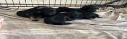 Miniature Schnauzer dogs for sale: Miniature schnauzer  - Advert 11