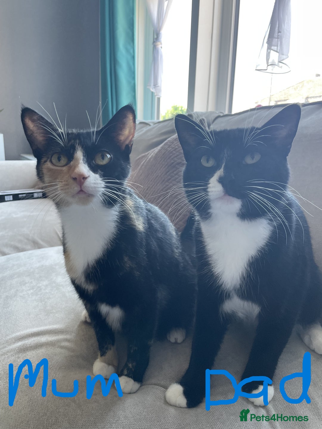 Mixed Breed cats for sale: Mixed breed kittens for sale. - Image 8