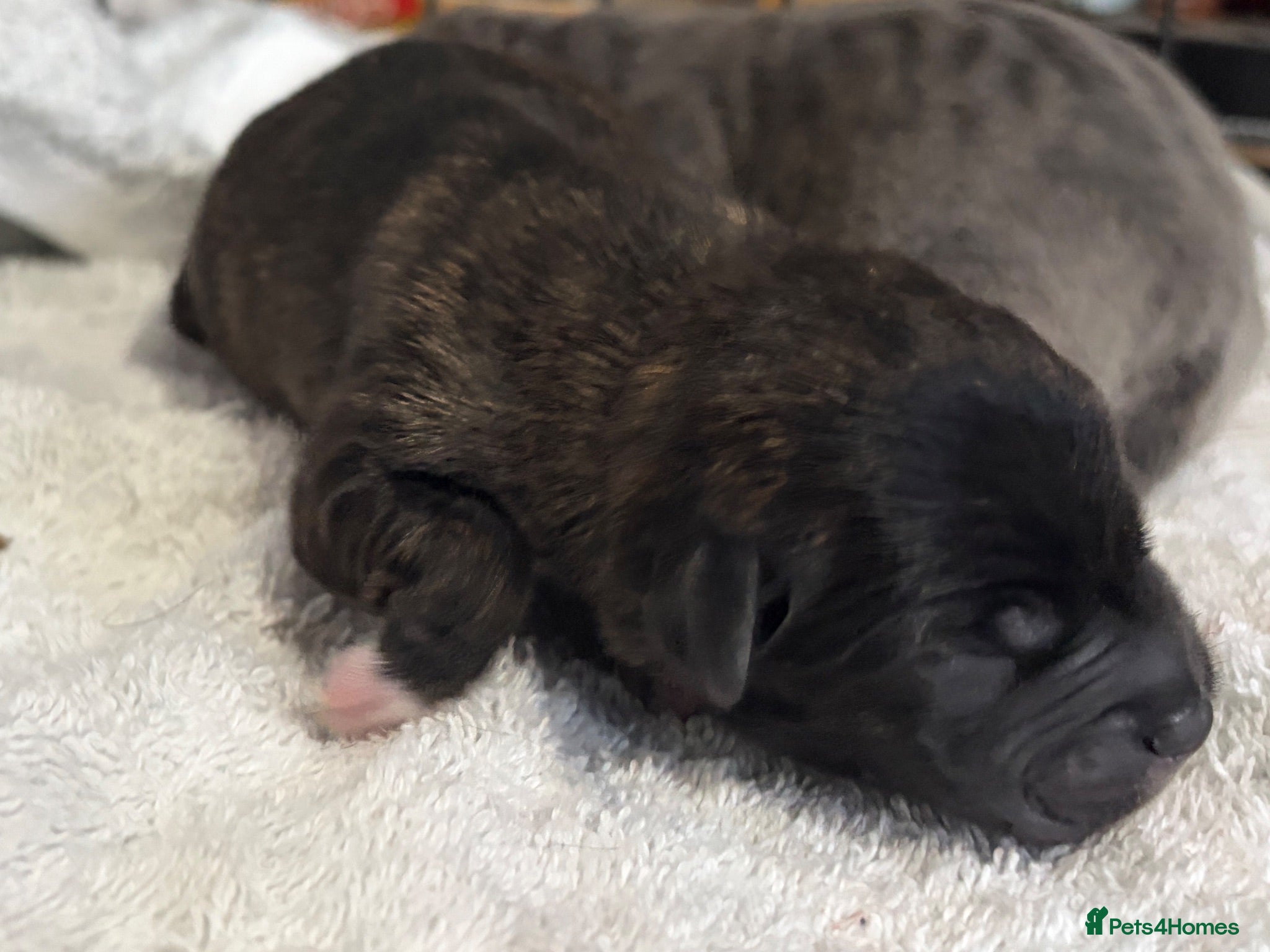 Mixed Breed dogs 1 brindle Boy staffy x bichon poodle - Advert 1