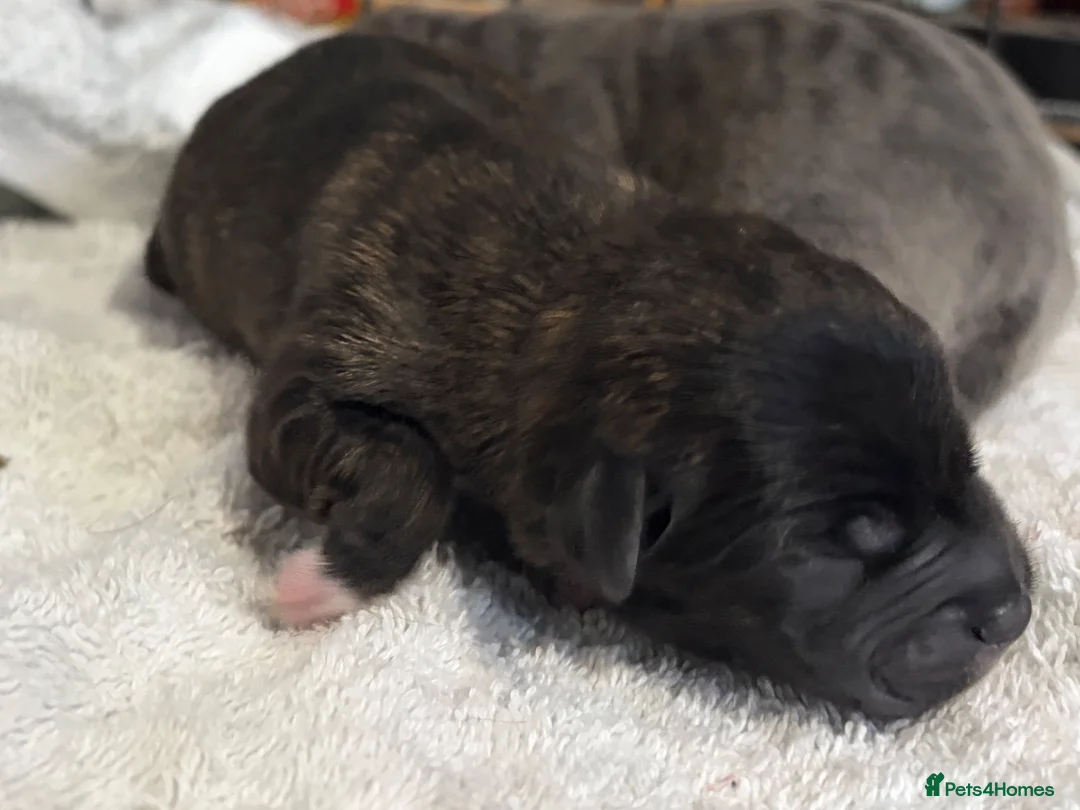 Mixed Breed dogs for sale: 1 brindle Boy staffy x bichon poodle in Slough - Advert 1