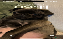 Pug dogs for sale: 2 year old pug male Zeus  - Image 4