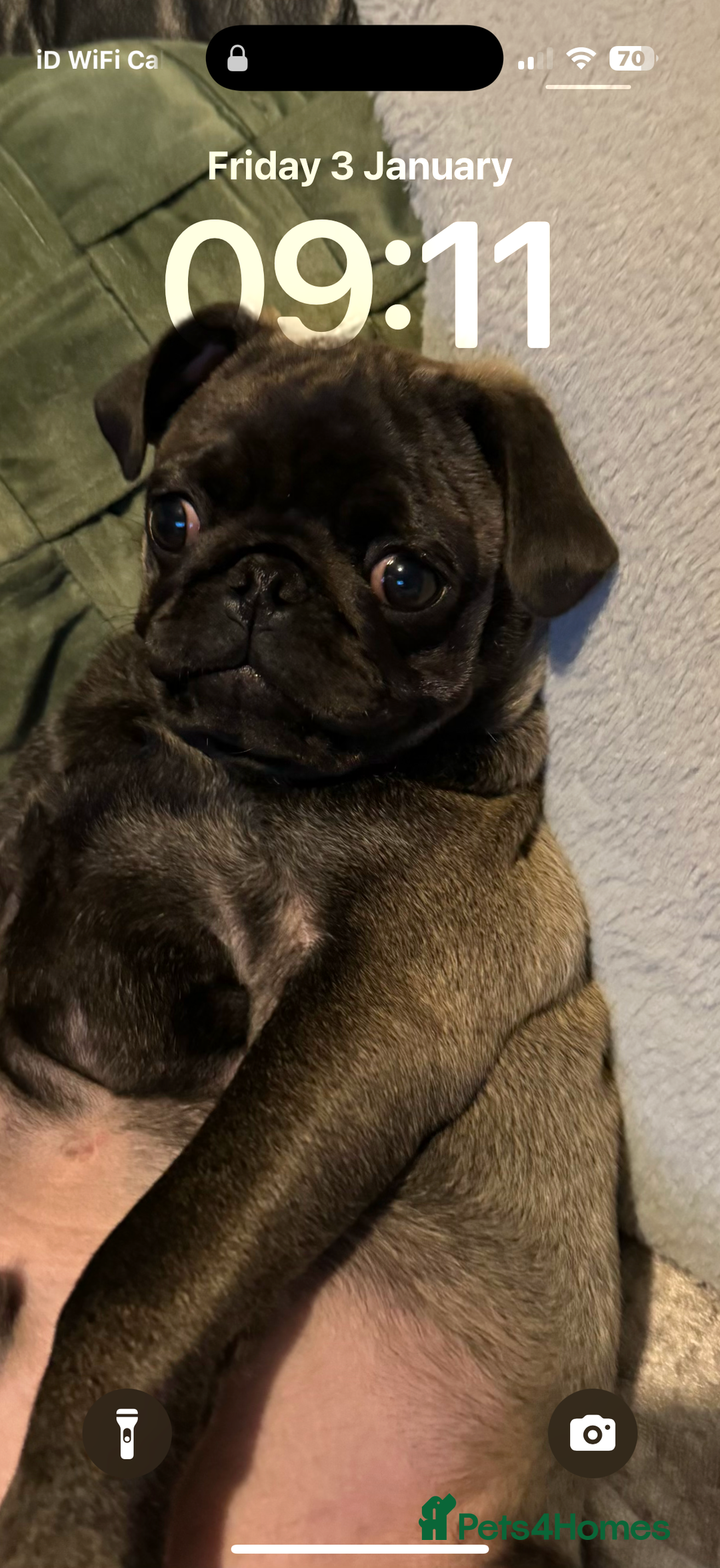 Pug dogs for sale: 2 year old pug male Zeus  - Image 4
