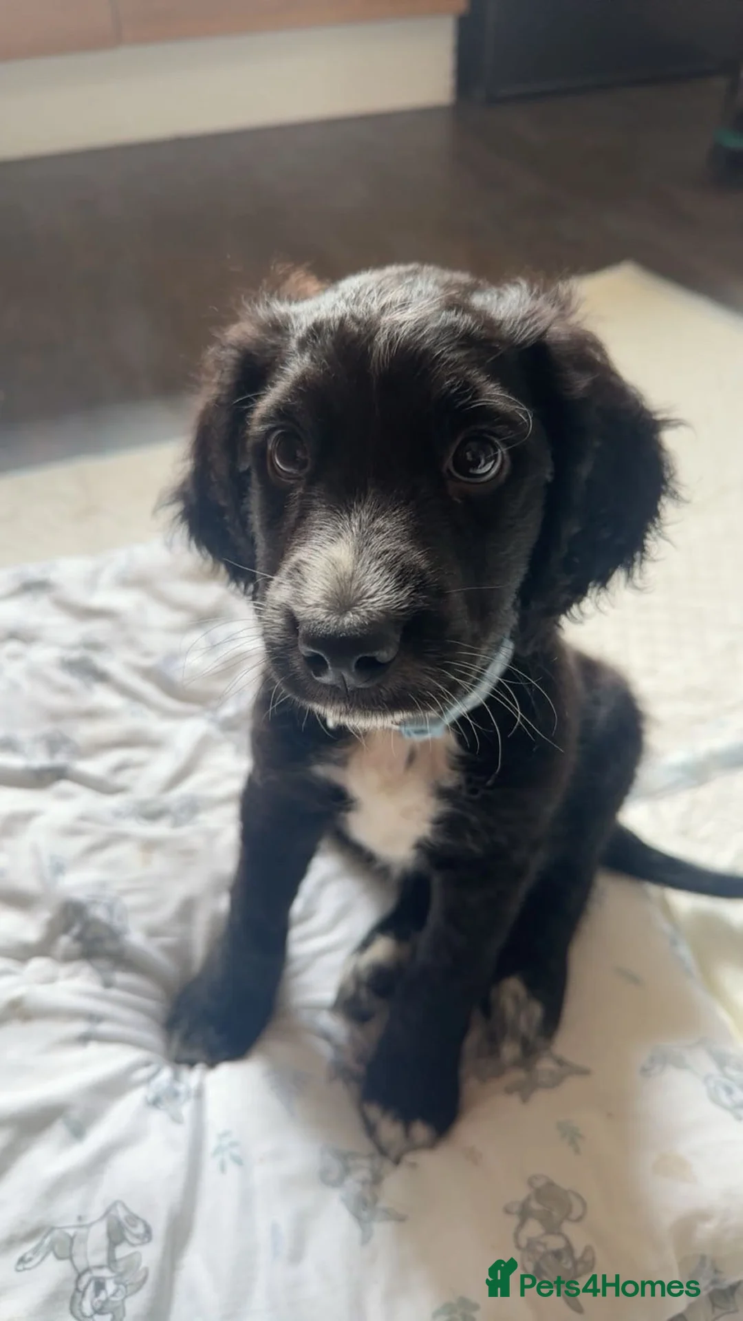 Mixed Breed dogs for sale: Chase  - Advert 1