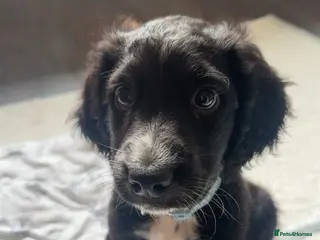 Mixed Breed dogs Chase - Advert 8