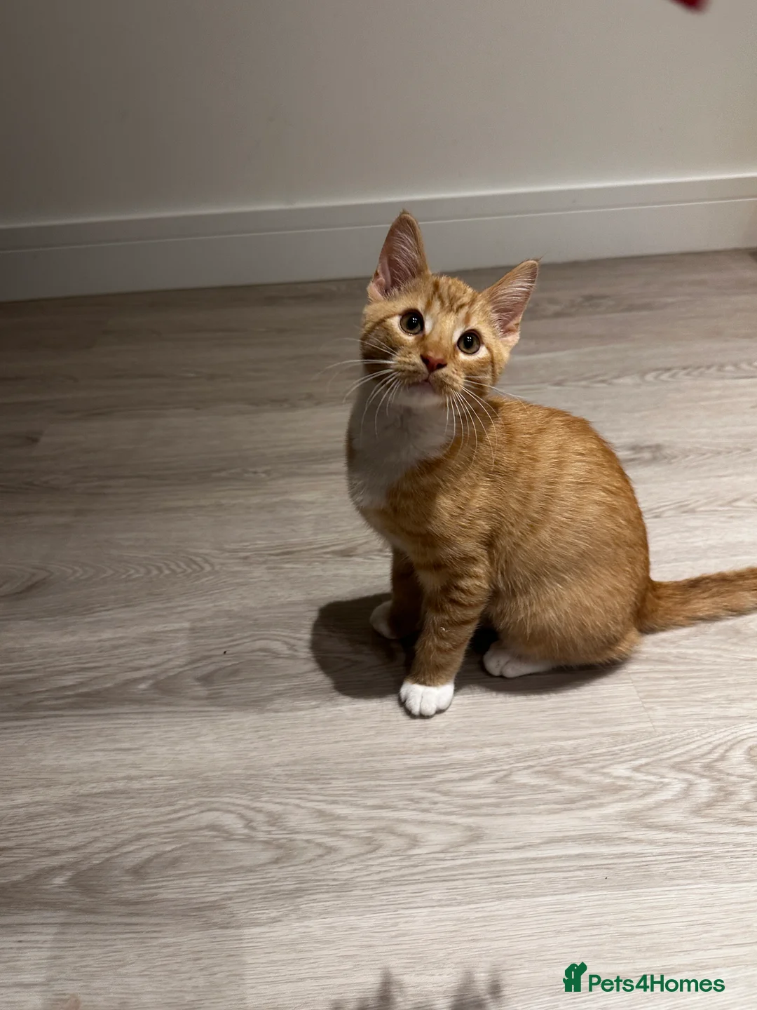 Domestic Shorthair cats for sale: Мальчик  - Advert 3