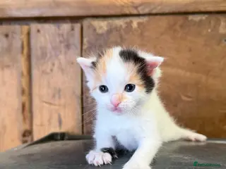 Mixed Breed cats Stunning kittens out of Siamese/Bengal mum - Advert 2