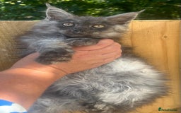Maine Coon cats for sale: STUNNING MAINE COON SMOKE (tica activereg ) - Image 18