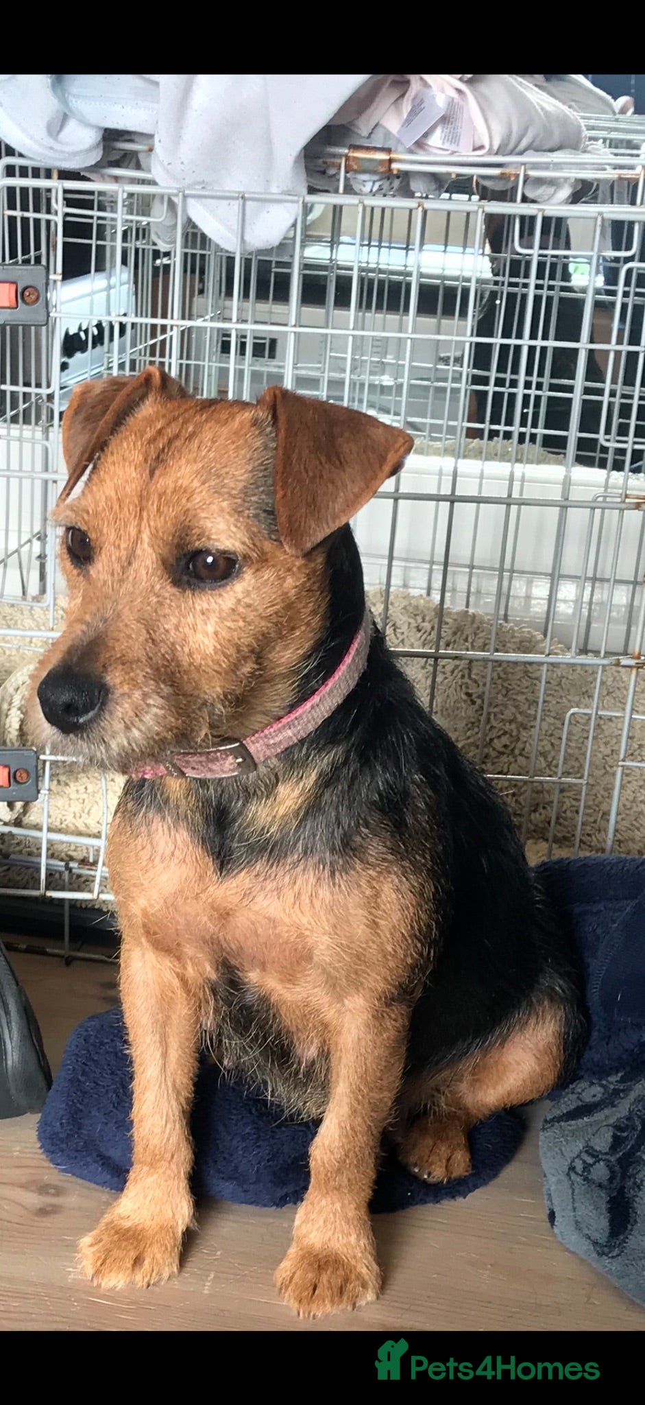 Mixed Breed dogs Lakeland crossed border terrier  - Advert 2