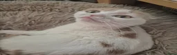 Mixed Breed cats for sale: Scottish fold/ Sphinx mix - Advert 6