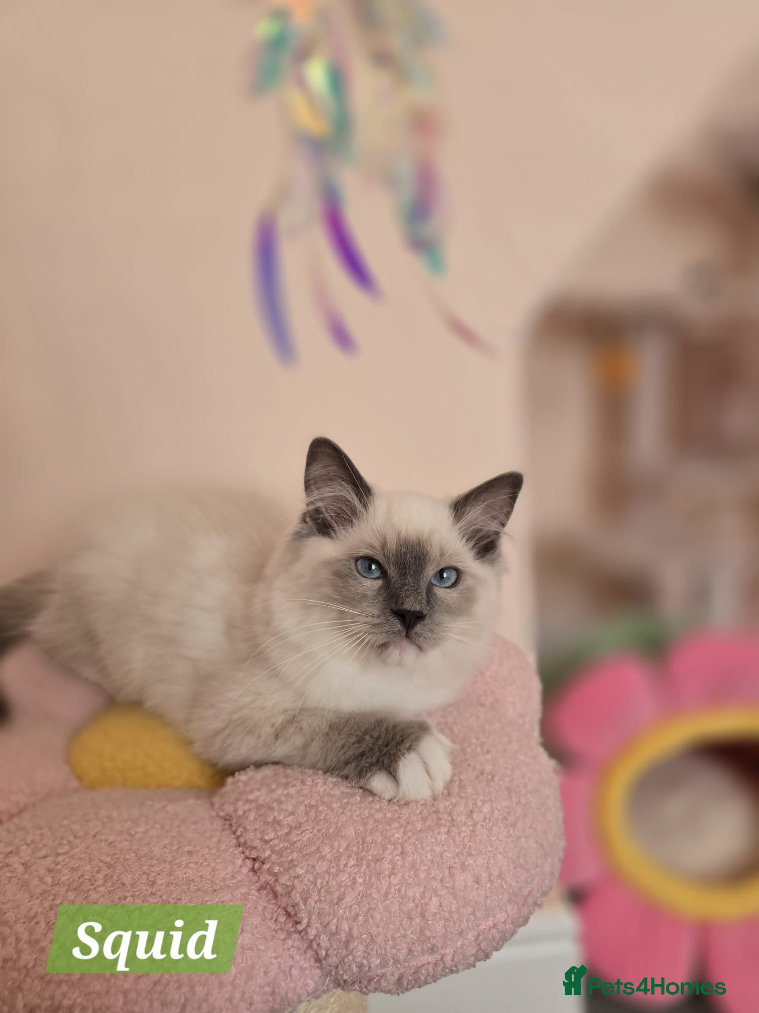 Ragdoll cats 😻GCCF Pedigree Kittens Luxury, Beauty&Exceptional - Advert 1