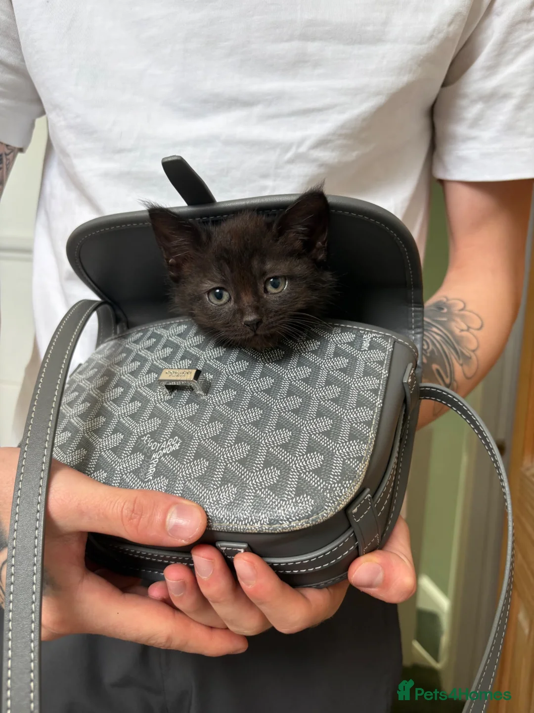 Mixed Breed cats for sale: Adorable  - Advert 2