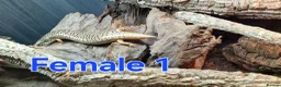 Skink reptiles for sale: Group of Three Oscellated Skinks - Advert 6