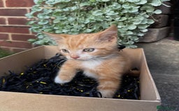 Domestic Shorthair cats for sale: 5 Beautiful fluffy Kittens - Image 15