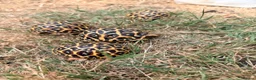 Tortoise reptiles for sale: Indian star tortoise  - Advert 6