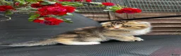 Scottish Fold cats for sale: 🥰Purebred Scottish fold looking for a home ❤️🐾 - Advert 12