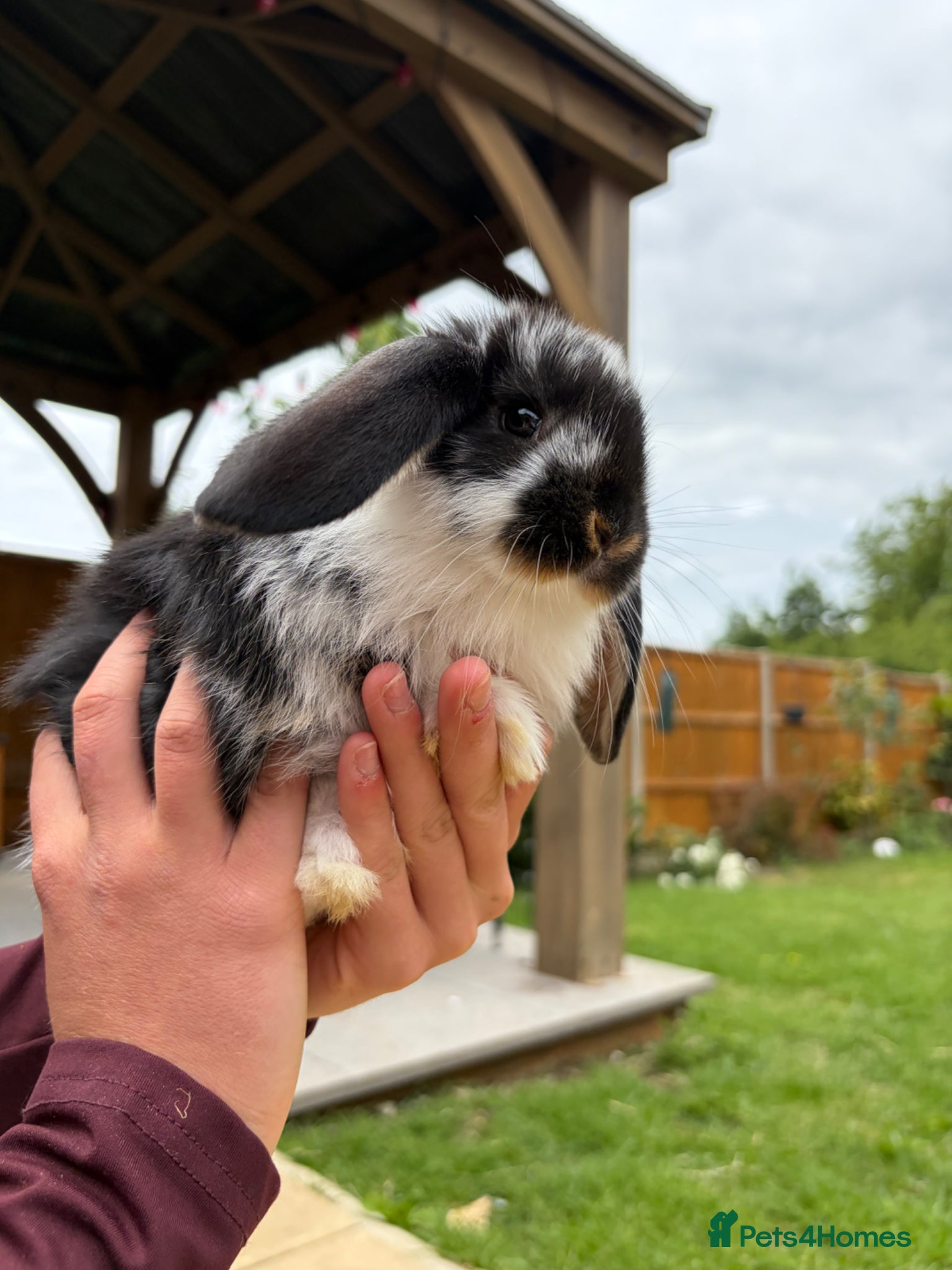 French Lop rabbits Pure breed giant French lop bunnies for sale 🐰 - Advert 2