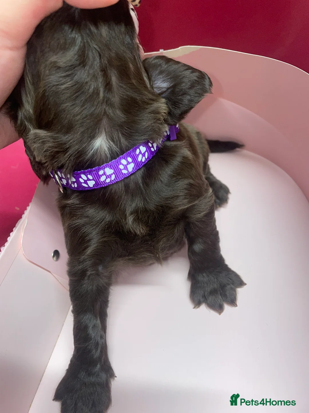 Cocker Spaniel dogs for sale: Brown and Black Cocker Spaniels in Milton Keynes - Advert 10