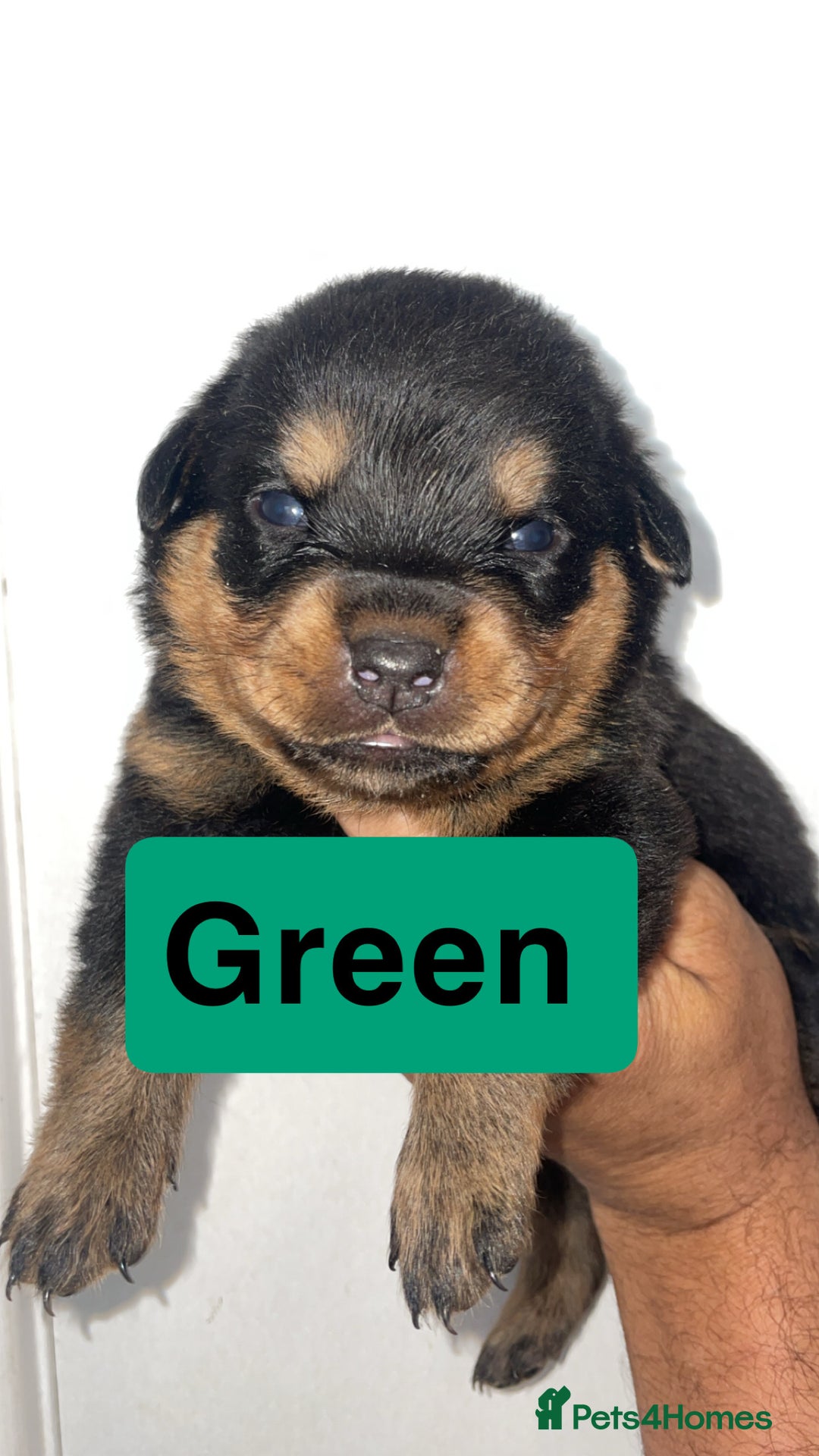 Rottweiler dogs for sale: 11 Chucky Rottweiler puppies for sale  - Image 8