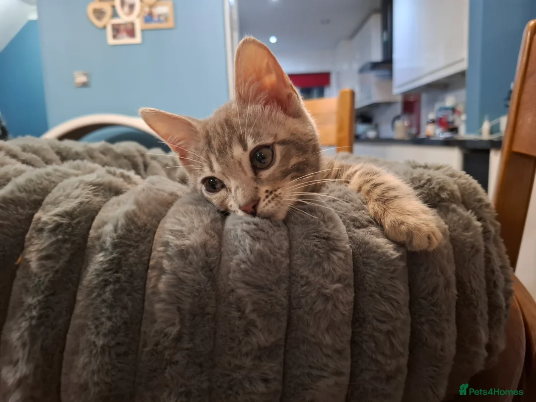 Bengal cats for sale: Stunning Blue pure bengal kittens - Advert 23