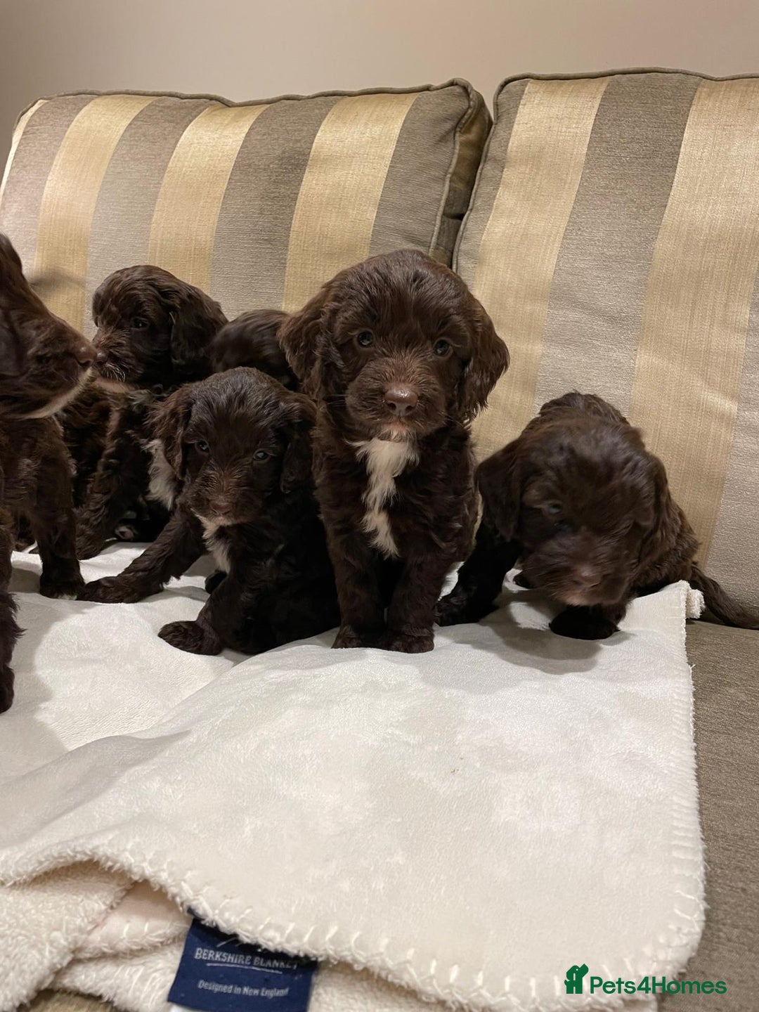 Cockapoo dogs for sale: Beautiful Cockapoo Puppies  - Image 4