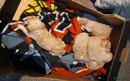 Maltipoo dogs for sale: Maltypoo pups - Image 11