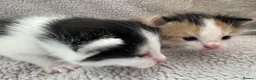 British Longhair cats for sale: Kittens  in Haltwhistle - Advert 15