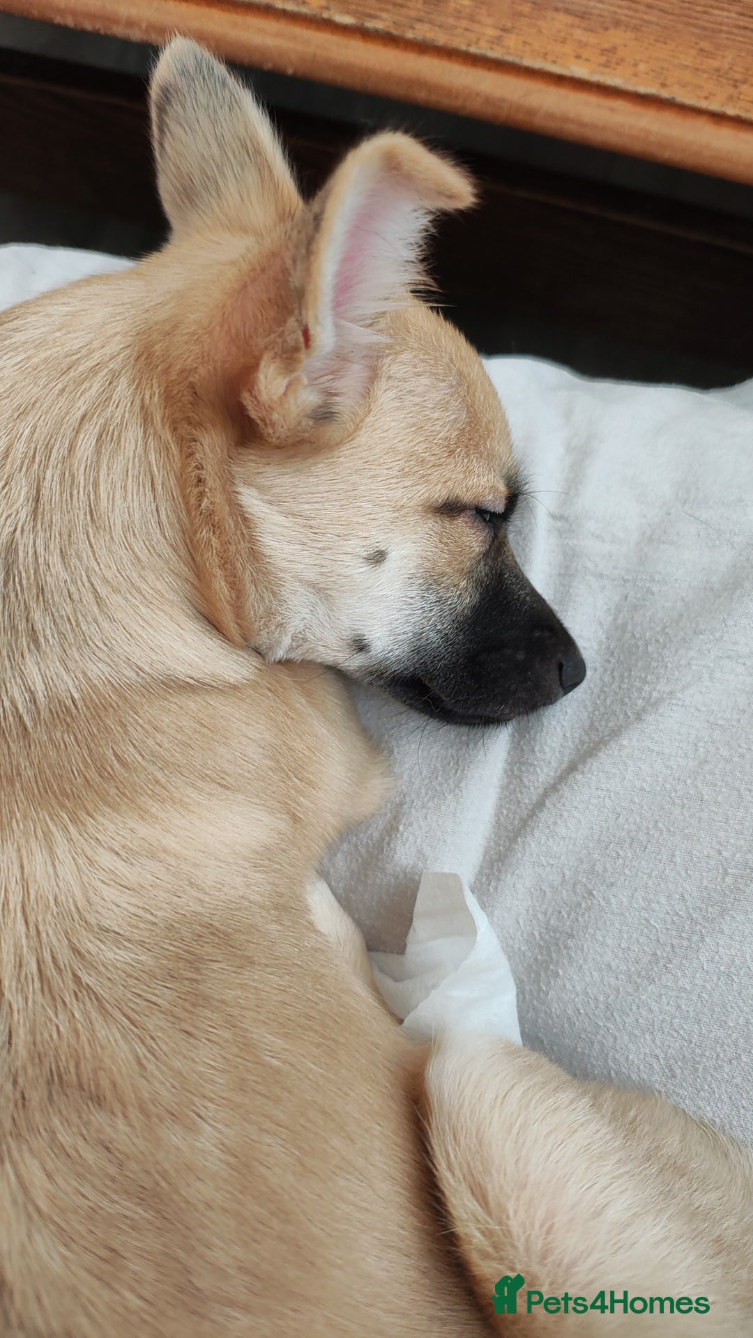 Mixed Breed dogs for sale: Gorgeous, playful malchi boy - Image 9