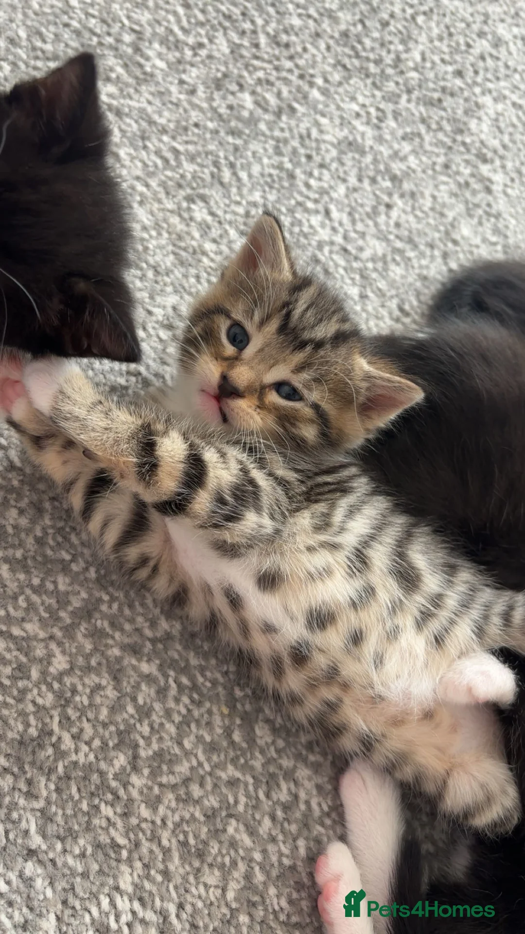 British Longhair cats for sale: Long haired kittens  - Advert 2